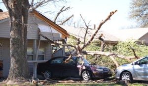 20150326-tornado-tree-on-car-BOBNIGH